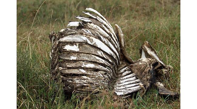 Afrika&#39;da kentin içinde vahşi yaşam