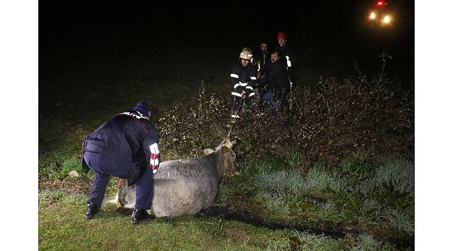 Bataklığa saplanan inek, donmak üzereyken kurtarıldı