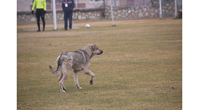 Bu köpek her hafta sahada