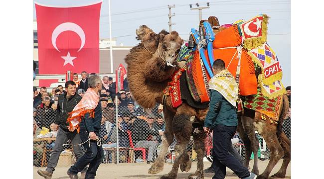 Çanakkale&#39;de deve güreşleri nefes kesen anlara sahne oldu