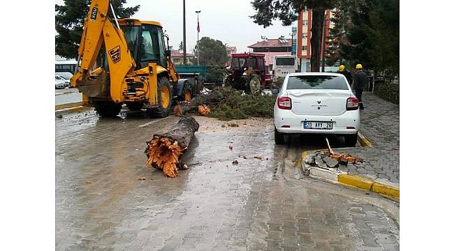 Denizli&#39;de fırtına çam ağacını yıktı