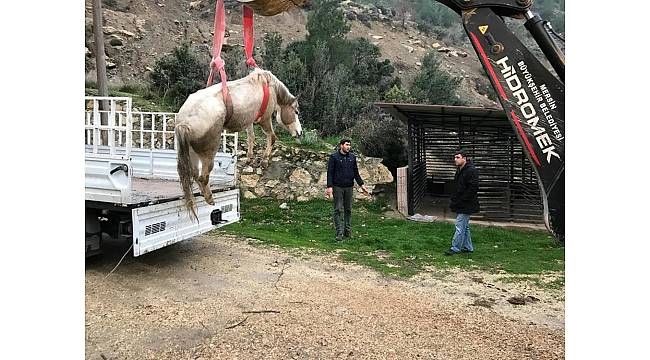 Dereye düşen sahipsiz atı itfaiye kurtardı