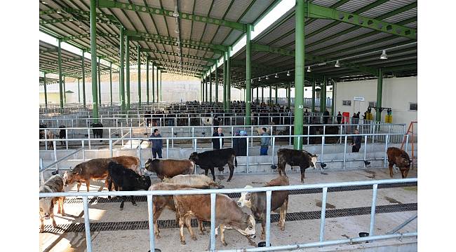 İzmit Belediyesi&#39;nin modern hayvan pazarına yoğun ilgi