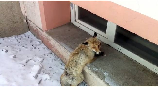 Köpeklerin saldırısına uğrayan tilki, okul bahçesine sığındı