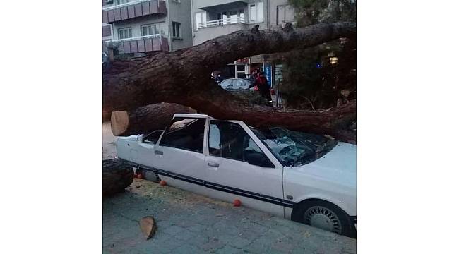 Nazilli&#39;de fırtına ağaç devirdi