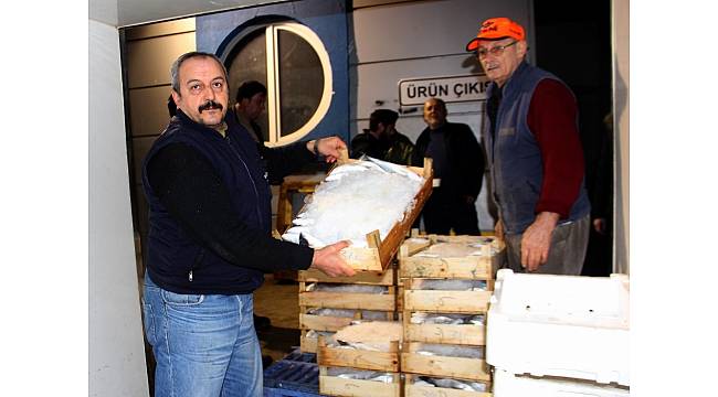 Samsun&#39;dan Türkiye&#39;nin dört bir yanına balık gönderiliyor