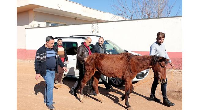 Sosyal medyaya yansıyan sahipsiz ata şefkat eli uzandı