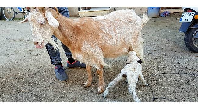 Süt yetmeyen dördüz kuzulara keçi annelik yapıyor