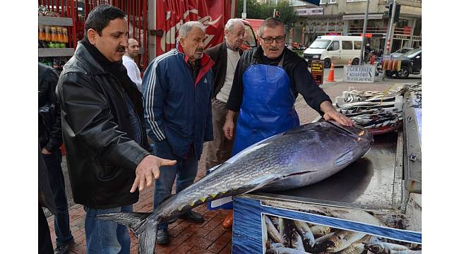 Tezgaha sığmayan dev orkinos ilgi odağı oldu