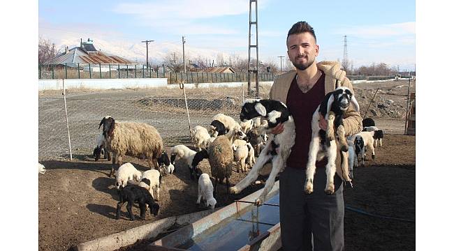 Yeni doğan kuzular sevinç kaynağı oldu