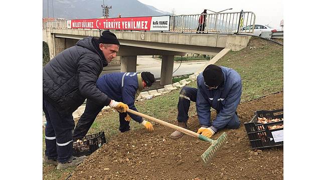 26 bin lale toprakla buluşuyor