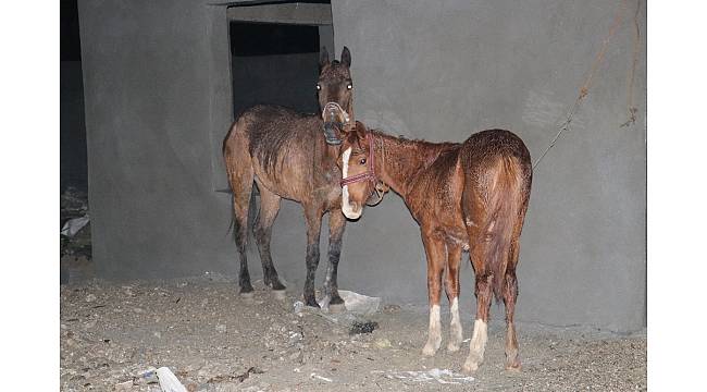 Adana&#39;da kaçak et operasyonu