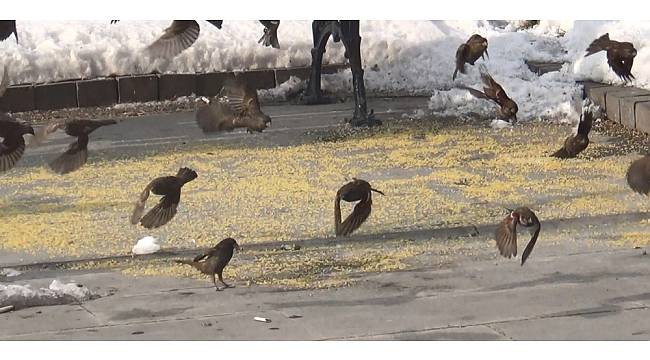 Ağrılı esnaftan aç kalan kuşlara şefkat eli