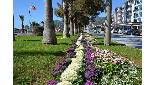 Alanya çiçeklerle renklendi