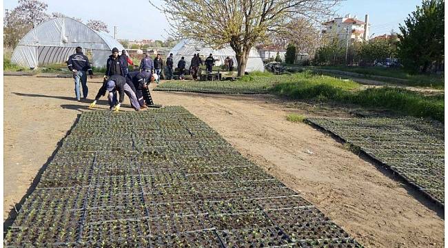 Belediye kendi çiçeğini ve malzemelerini kendi üretiyor