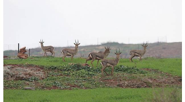 Harekatın gölgesinde dağ ceylanlarının yaşam mücadelesi