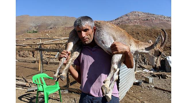 Kilometrelerce yaralı dağ keçisini sırtında taşıyan çoban bu kez yem çuvallarını taşıdı