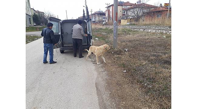 Kısırlaştırılan sokak hayvanları mikroçiplerle de takip ediliyor