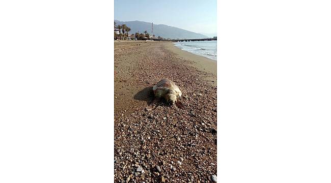 Mersin&#39;de Caretta Caretta sahile vurdu