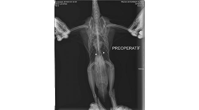 Ördeğin midesindeki olta iğneleri 3 saatlik ameliyatla çıkarıldı
