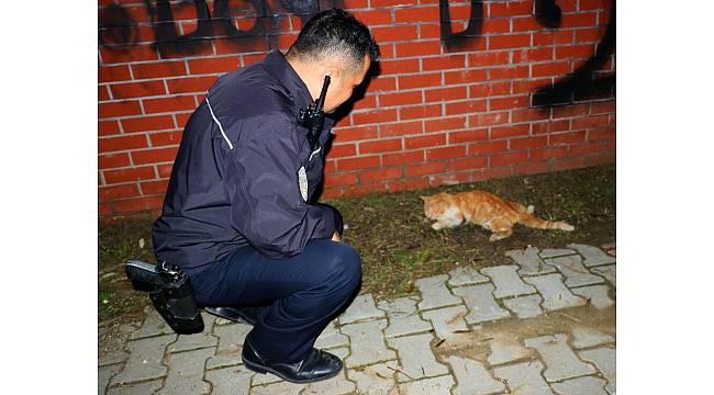 Sürücünün çarpıp kaçtığı yaralı kedinin yardımına vatandaş ile polis koştu