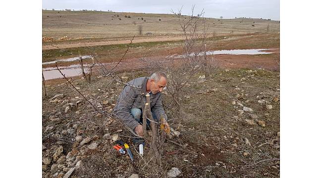 Akdağmadeni&#39;nde orman alanındaki mahlep ve badem ağaçları aşılanıyor