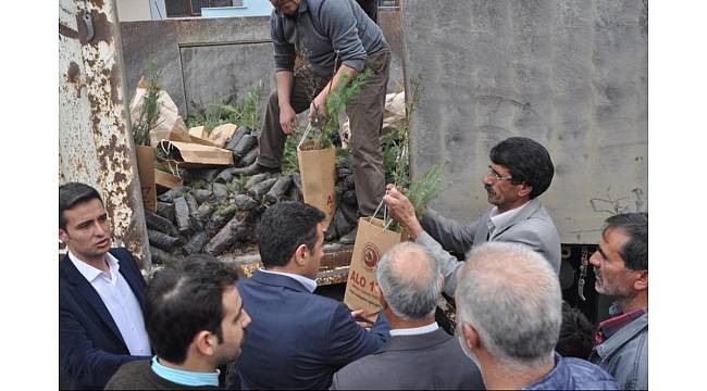 Arıcak&#39;ta 2 bin 750 adet fidan dağıtıldı