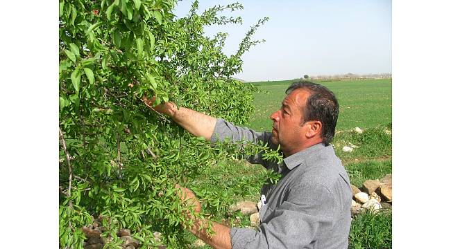 Badem Çağlası erken yetişti