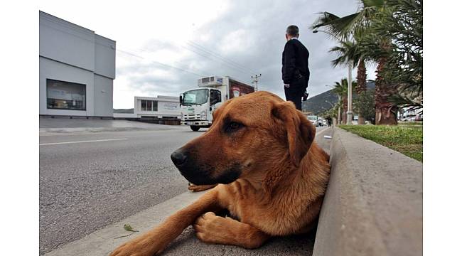 Çarptığı köpeği yaşatmak için seferber oldu