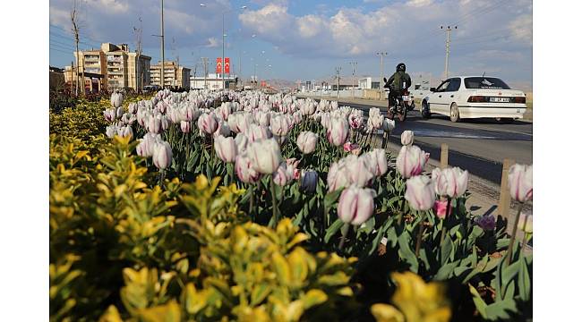 Mardin&#39;de yeşillendirme çalışmaları devam ediyor