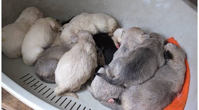 Öksüz kalan yavrulara barınaktaki köpek süt anne oldu