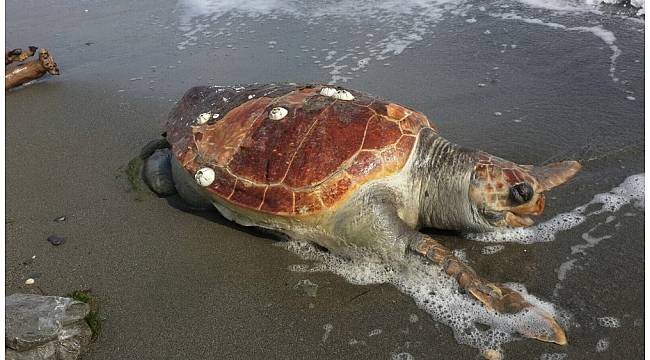 Yalova sahilinde ölü caretta caretta bulundu