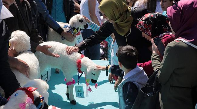 Malatya’da ‘En Güzel Kuzu’ yarışması