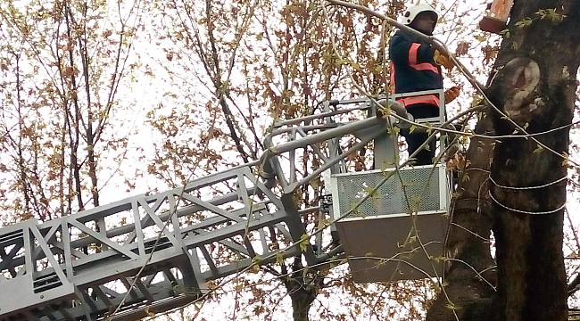 Malatya'daki kuş yuvaları onarıldı