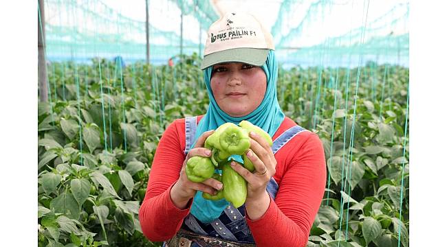 Mersin&#39;de çiftçiler, biber fiyatlarından dertli