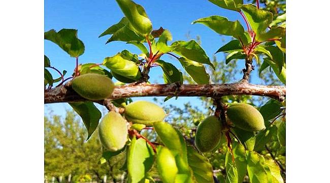 Meteorolojiden kayısı üreticilerini tedirgin eden uyarı