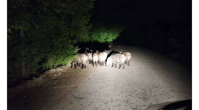 Aracıyla ilerlerken biranda onlarca domuz karşısına çıktı