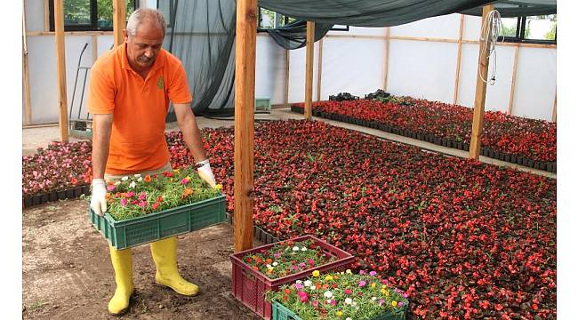 Çankaya Belediyesi 600 bin yazlık çiçek üretecek