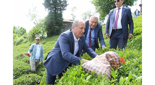 Cumhurbaşkanı adayı Muharrem İnce Rize&#39;de çay bahçesine girip çay topladı