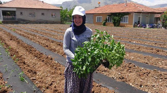 Doğanşehir’de tütünün alternatifi bulundu