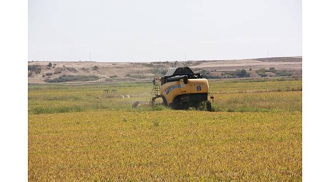 Edirne&#39;de hububat hasadı fiyatları açıklandı