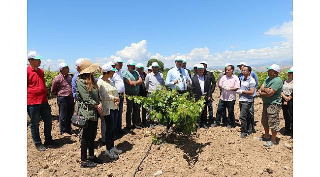 Elazığ&#39;da bağlarda biyolojik mücadele