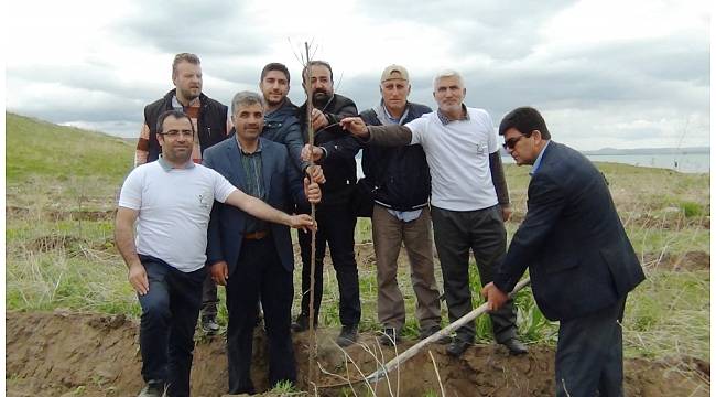 Erciş Balık Bendi alanına 400 meyve fidanı