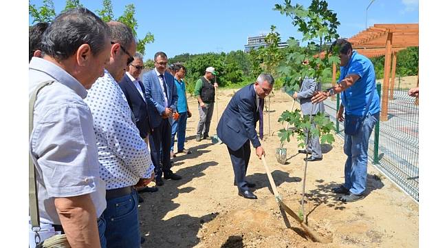 Geleneksel Okçuluk Alanı çevresine fidan dikimi gerçekleşti