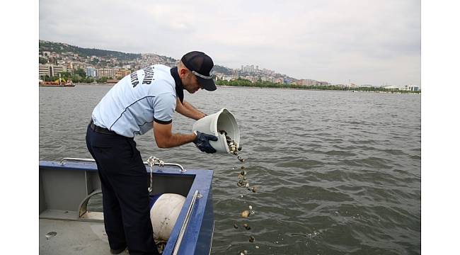 Kaçak midye avcılarına baskın