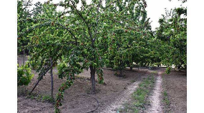 Kiraz Yarışması&#39;na başvuran üreticilerin bahçeleri incelenmeye başladı