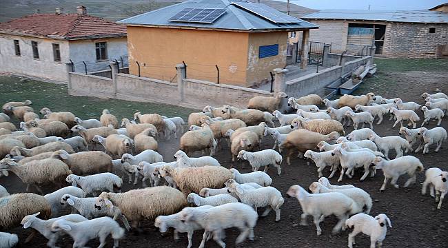 Kuzuların koyunlara kavuşma anı renkli görüntüler oluşturdu