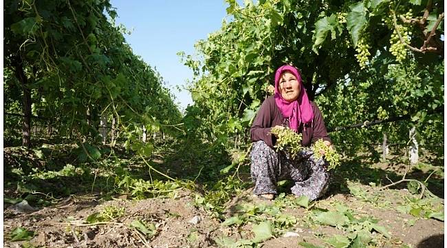 Manisa&#39;daki dolu yağışı üzüm bağlarına zarar verdi