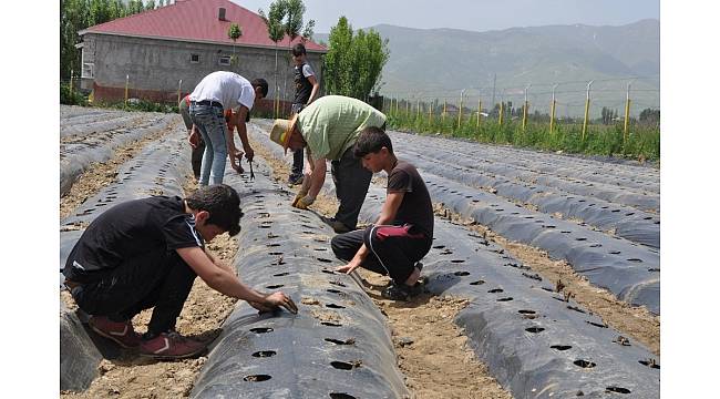 Muş&#39;ta devlet desteğiyle 200 çilek bahçesi kuruldu