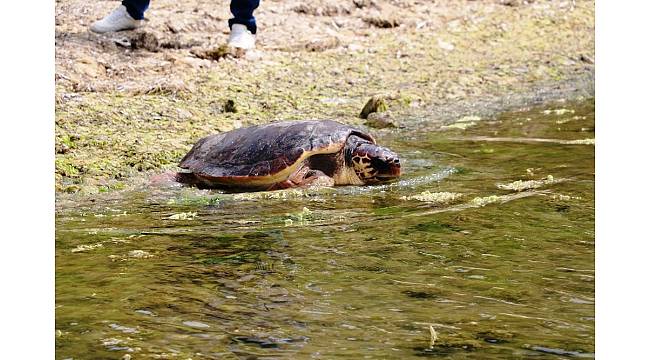 &#39;Caretta Özgür&#39; 6 ay sonra özgürlüğüne kavuştu